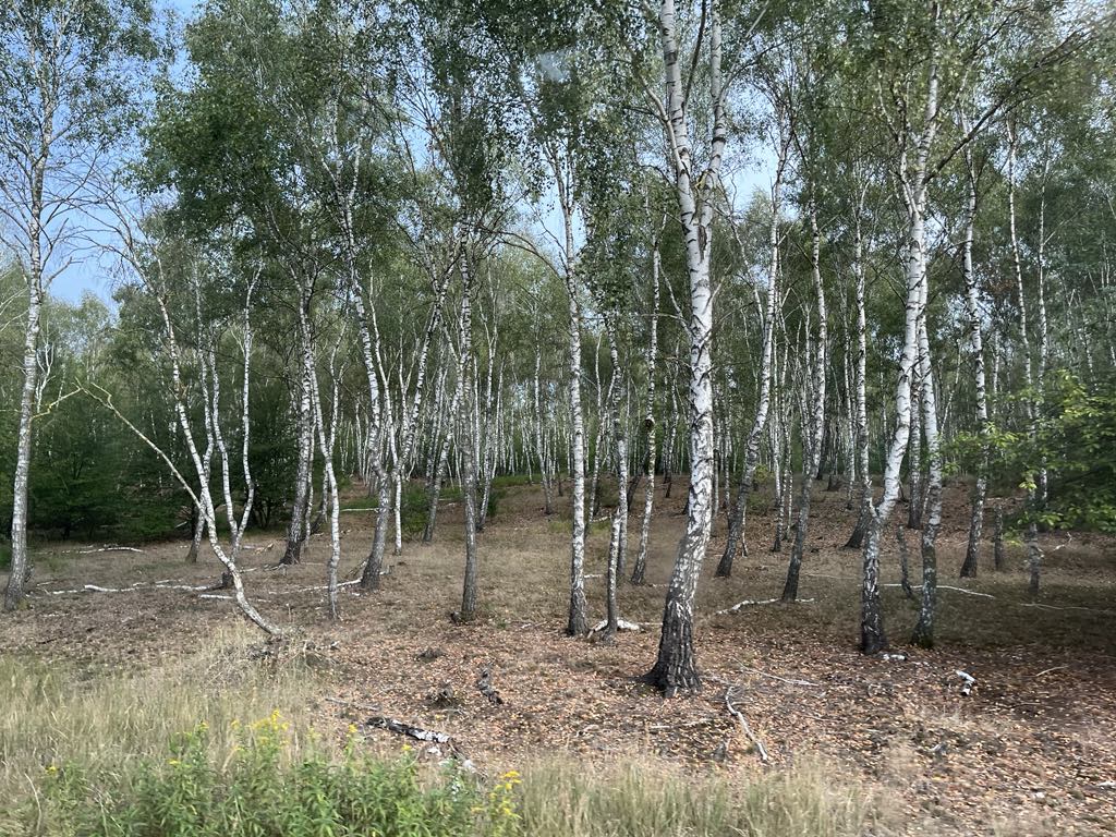 74f3bb70-5235-4403-9713-2aa157437b42.jfif