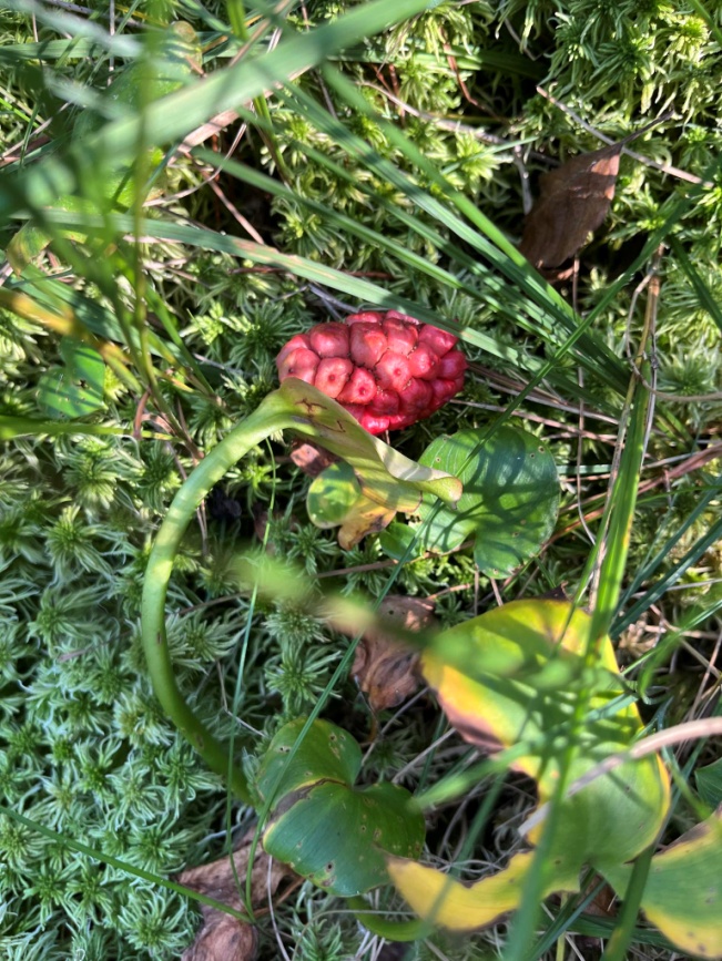 c4f4f5b8-8cc2-44c8-9ba9-8213526b9b4a.jfif