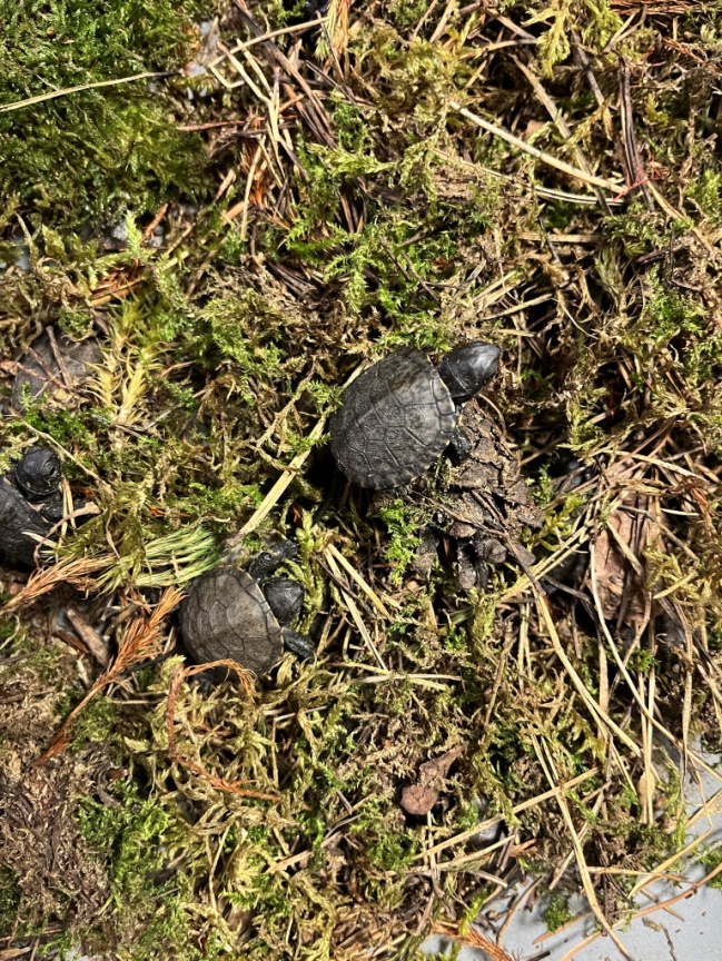 d69a5fc7-7d3b-44ab-a872-04452a53c3b0.jfif